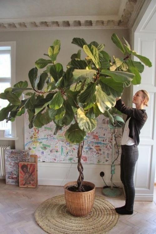 Большие растения - отличный способ преобразить воздух в интерьере, в прямом и переносном смысле! 01