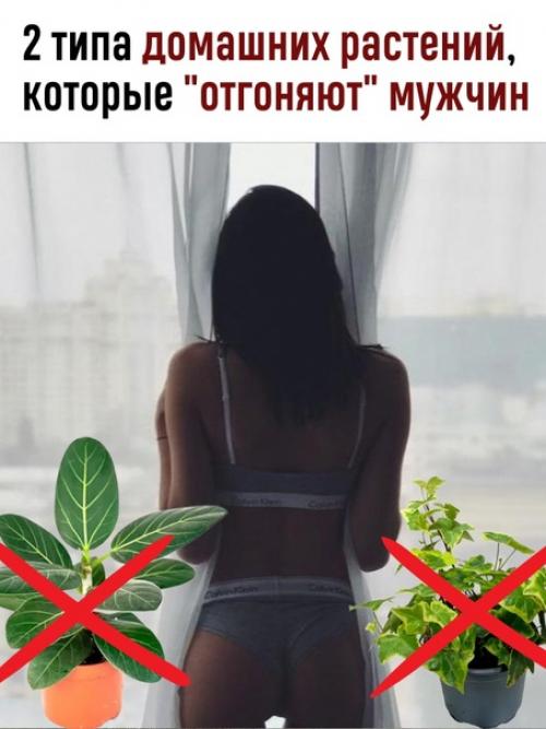 Одинокие девушки, никогда не заводите эти растения дома: