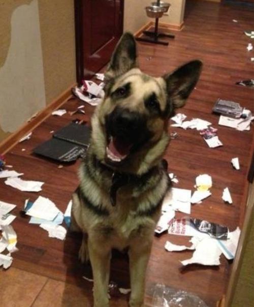 Животное в квартире - это всегда риск держать. 02