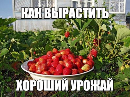 Группа, где сидят все бывалые садоводы: здесь делятся опытом и обсуждают дачные вопросы. 01