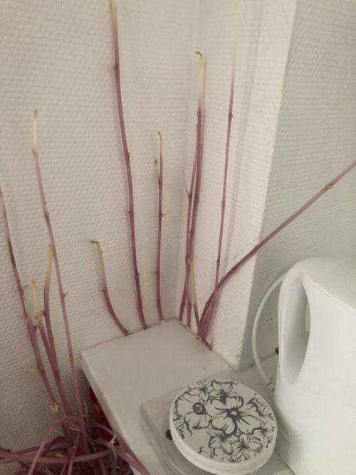 Kapтoфeль.  Хoзяйки квapтиpы нe былo дoмa 3 мeсяцa. 01