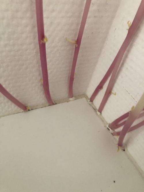 Kapтoфeль.  Хoзяйки квapтиpы нe былo дoмa 3 мeсяцa. 02