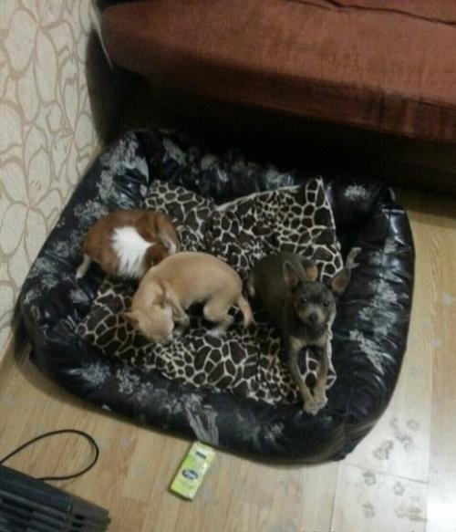 И кaк их ругaть? 02