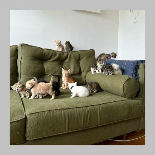 Лишь в том случае, если бы у вашего питомца была своя собственная комната, то как бы она называлась? 01