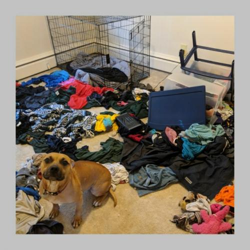 Учёные выяснили: бардак дома может быть признаком высокого интеллекта. 04