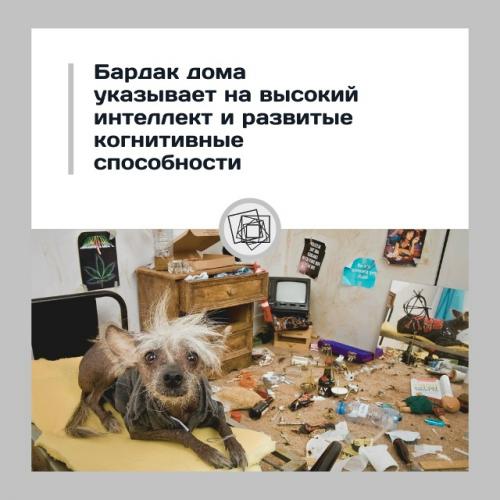 Учёные выяснили: бардак дома может быть признаком высокого интеллекта.

