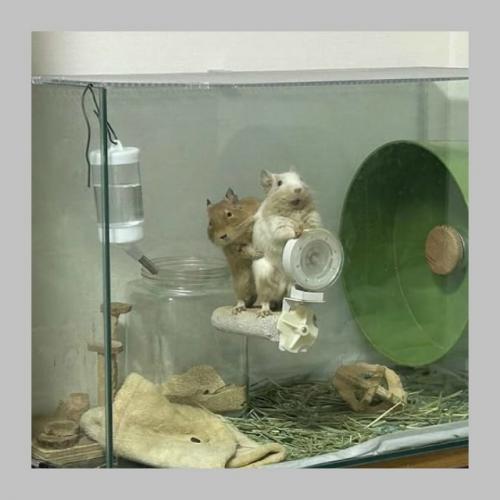 Лишь в том случае, если бы у вашего питомца была своя собственная комната, то как бы она называлась? 04