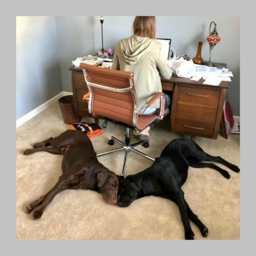 Лишь в том случае, если бы у вашего питомца была своя собственная комната, то как бы она называлась? 03