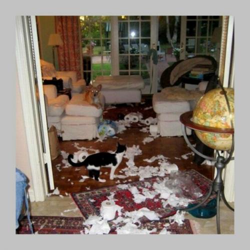 Учёные выяснили: бардак дома может быть признаком высокого интеллекта. 02