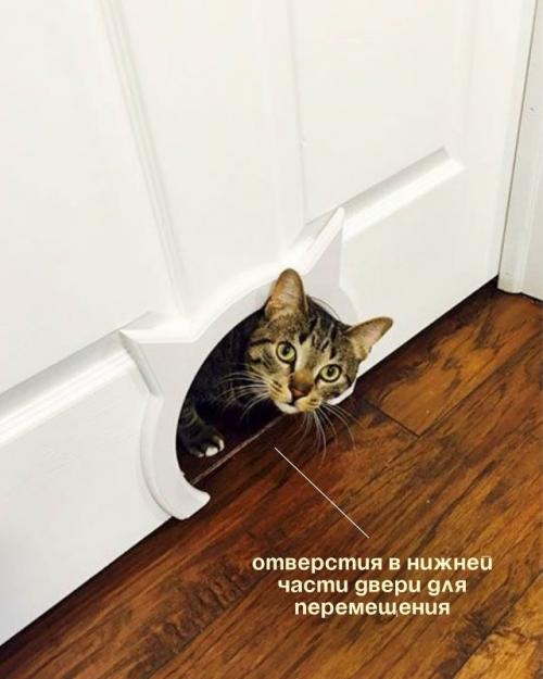 Запоминайте, как сделать ремонт для своих любимчиков. 08