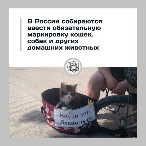 А как вы к такой идее относитесь? 

