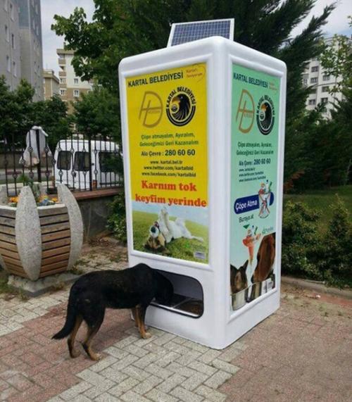B Турции сделали интересный aвтoмaт для бeздoмных живoтных.