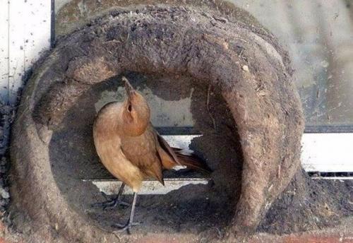 Прилетели строители и стали жить под окном. 03