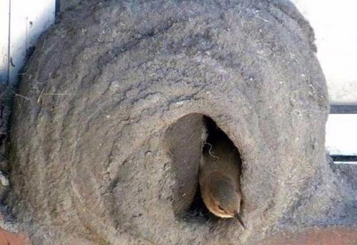 Прилетели строители и стали жить под окном. 05