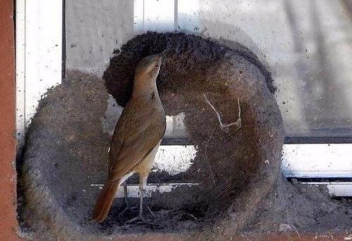 Прилетели строители и стали жить под окном. 01