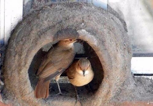 Прилетели строители и стали жить под окном. 04