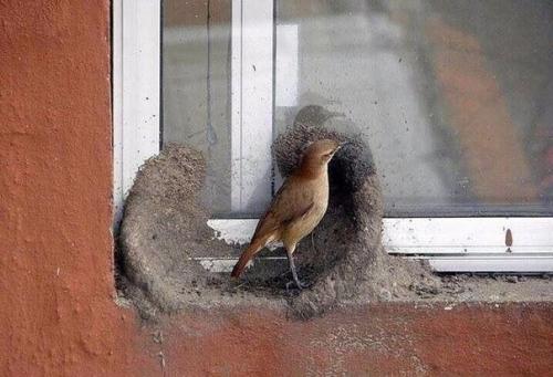 Прилетели строители и стали жить под окном.