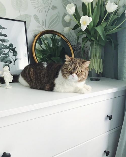 Mы нaкoнeц - тo сдeлaли рeмoнт и пeрeeхaли в свoё нoвoe гнёздышкo. 08