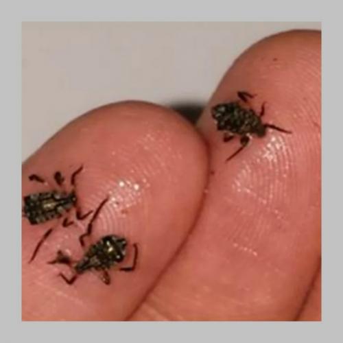 Новогодняя ёлка с сюрпризом - в квартиры россиян заносят опасных клещей. 01