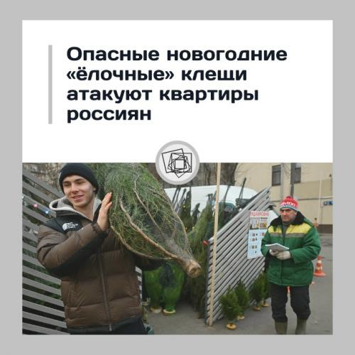Новогодняя ёлка с сюрпризом - в квартиры россиян заносят опасных клещей.

