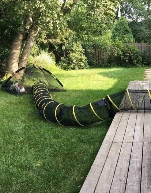 Вашему вниманию представляется котопровод. 01