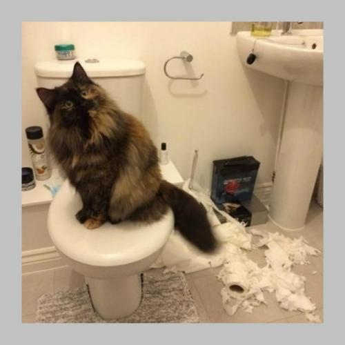 В Швеции запретили оставлять кошек одних на целый день. 02