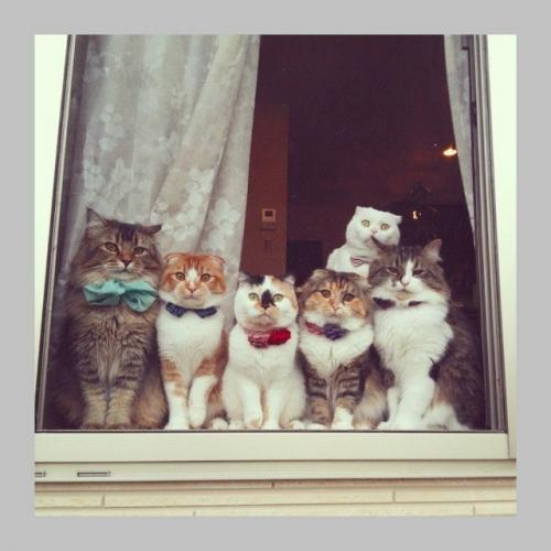 В Швеции запретили оставлять кошек одних на целый день. 01