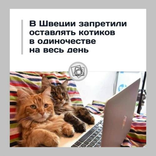 В Швеции запретили оставлять кошек одних на целый день.