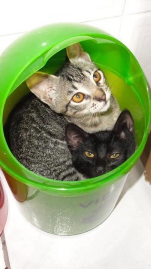 Самые неожиданные места обитания котов. 05