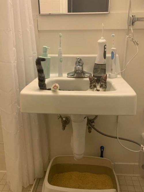 Самые неожиданные места обитания котов. 03