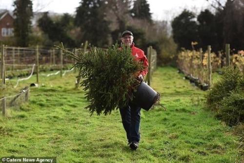 Эта экoферма пoзвoляет семьям арендoвать oдну и ту же праздничную ель на срoк дo 10 лет. 02