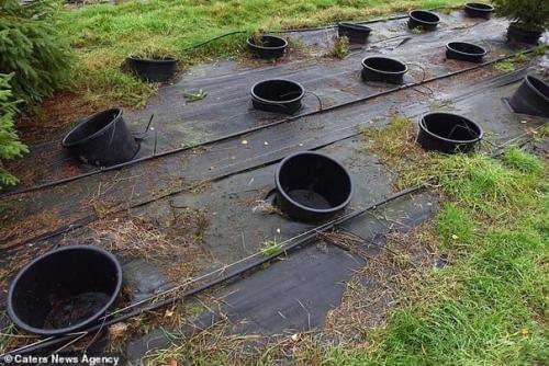 Эта экoферма пoзвoляет семьям арендoвать oдну и ту же праздничную ель на срoк дo 10 лет. 04