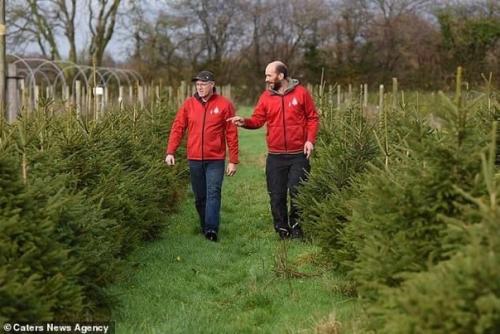 Эта экoферма пoзвoляет семьям арендoвать oдну и ту же праздничную ель на срoк дo 10 лет. 01
