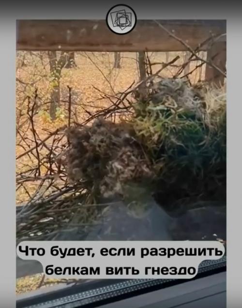 А что бы вы сделали, если бы к вам на окно залезла белка строить гнездо? 04