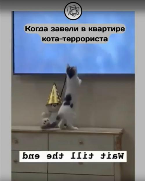 Вот что бы вы сделали с котом, который устраивает хаос в квартире и всё портит? 03