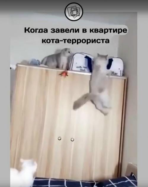 Вот что бы вы сделали с котом, который устраивает хаос в квартире и всё портит? 04