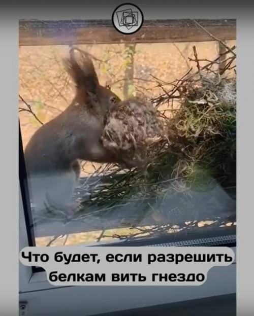 А что бы вы сделали, если бы к вам на окно залезла белка строить гнездо? 01