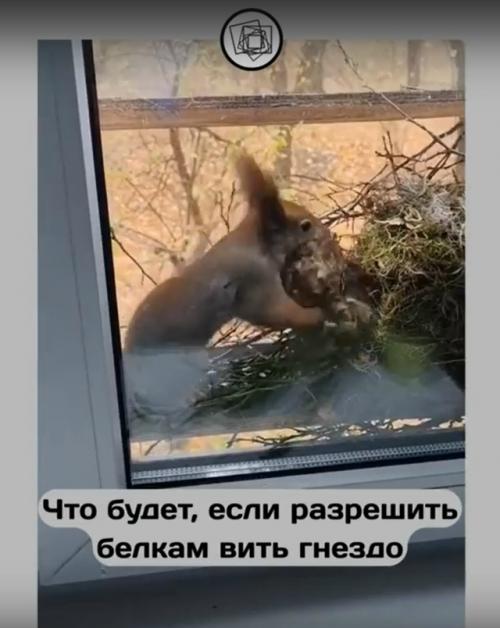 А что бы вы сделали, если бы к вам на окно залезла белка строить гнездо? 03