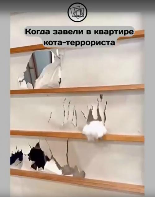 Вот что бы вы сделали с котом, который устраивает хаос в квартире и всё портит? 02