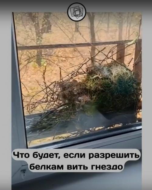 А что бы вы сделали, если бы к вам на окно залезла белка строить гнездо? 02