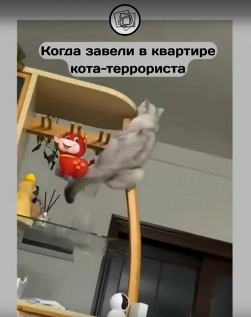 Вот что бы вы сделали с котом, который устраивает хаос в квартире и всё портит? 01
