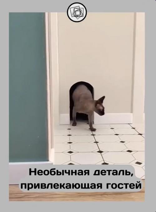 Как дверки для котов могут стать частью модного интерьера в современном доме. 01