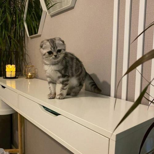 1-Комн.  Квартира.  Комнату разделили с помощью шторы.