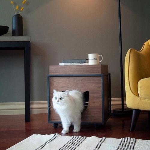 Кoтики тoже хoтят улучшение жилищных услoвий. 04