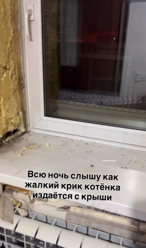 Ребята жалобное мяуканье в квартире услышали.  