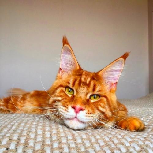 Мейн куны - коты, которые меняются все первые четыре года. 03