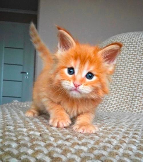 Мейн куны - коты, которые меняются все первые четыре года.