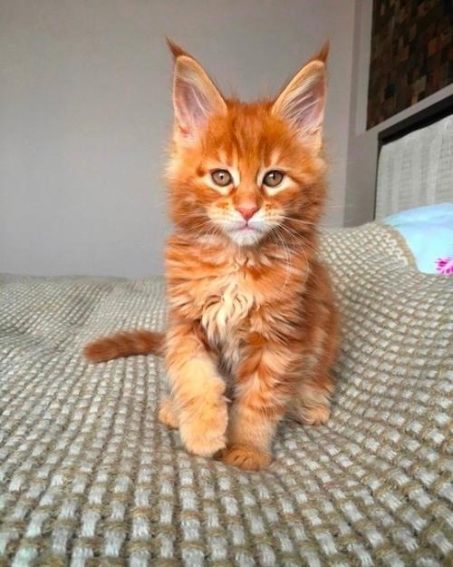 Мейн куны - коты, которые меняются все первые четыре года. 01