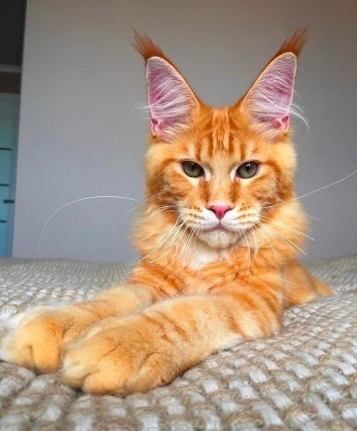 Мейн куны - коты, которые меняются все первые четыре года. 02