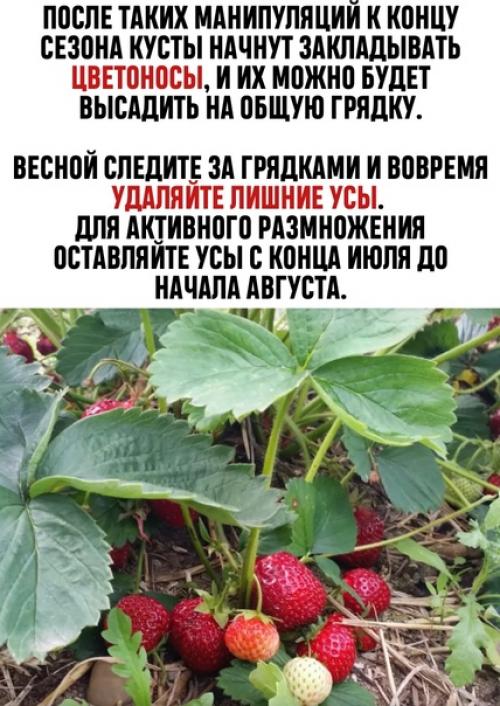 Как определить, какого пола куст клубники. 02